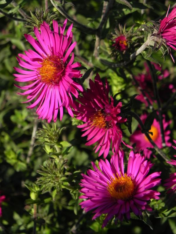 Aster novi-angliae ‘Septemberrubin’