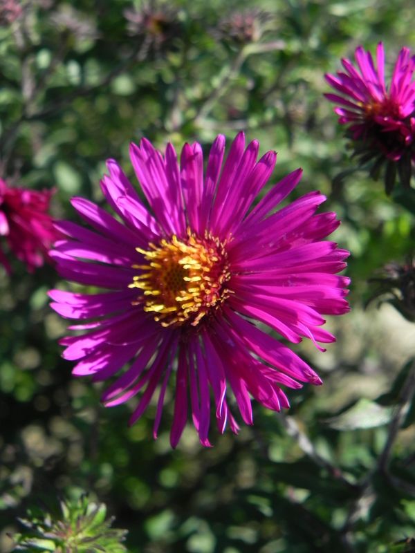 Aster novi-angliae ‘Septemberrubin’