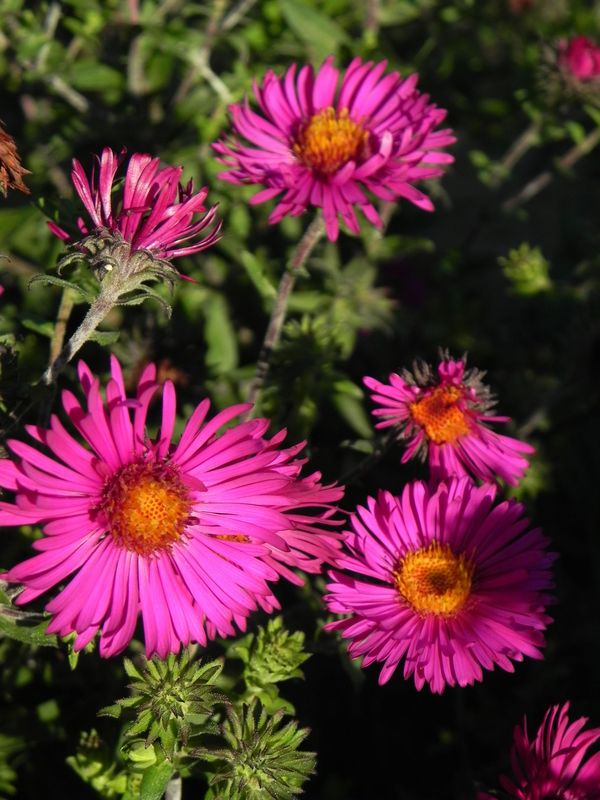 Aster novi-angliae ‘Septemberrubin’