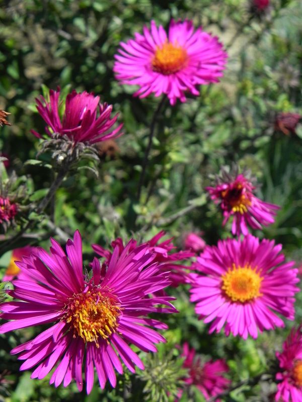 Aster novi-angliae ‘Septemberrubin’