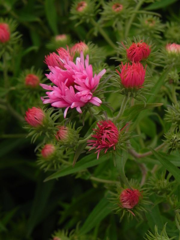 Aster novi-angliae ‘Rudelsburg’