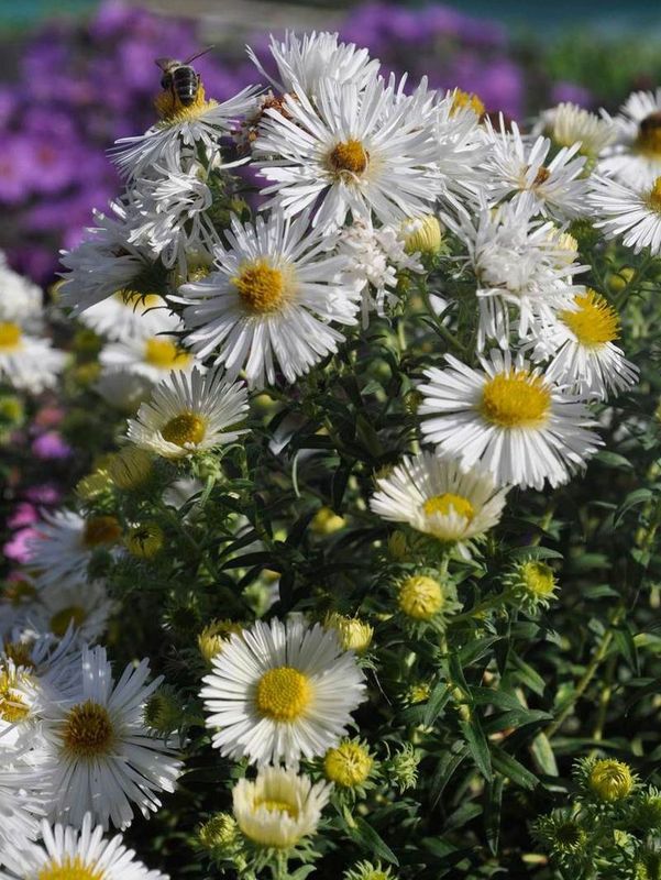 Aster novi-angliae ‘Herbstschnee’