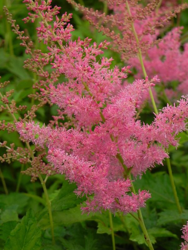 Astilbe x arendsii ‘Anita Pfeifer’