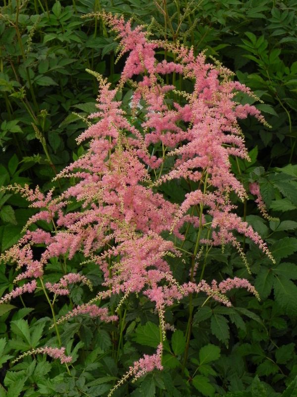 Astilbe x arendsii ‘Bressingham Beauty’