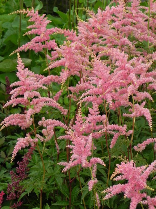 Astilbe x arendsii ‘Bressingham Beauty’