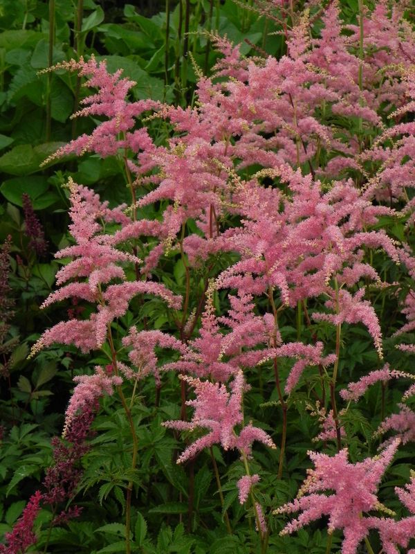 Astilbe x arendsii ‘Bressingham Beauty’