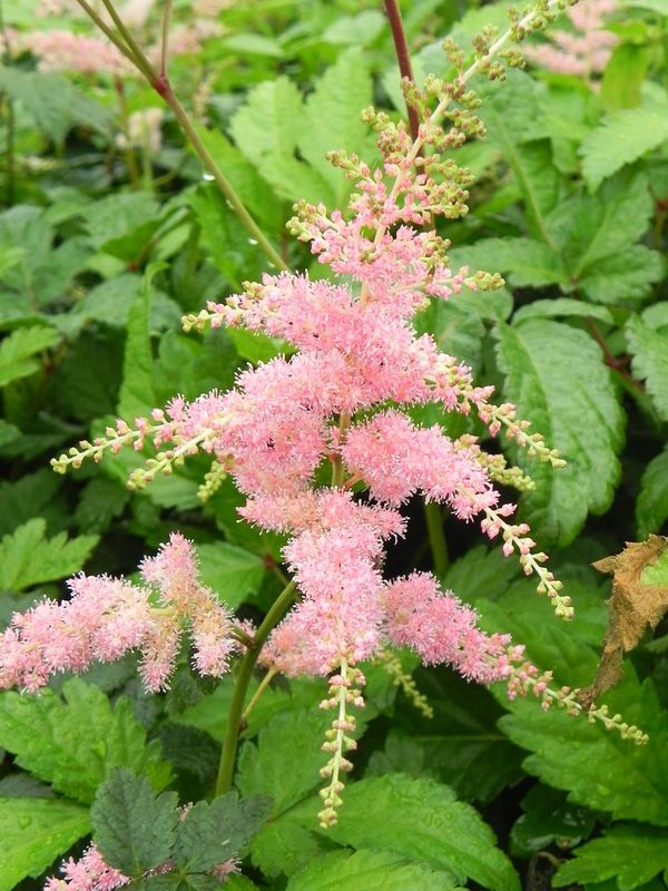 Astilbe x arendsii ‘Bressingham Beauty’