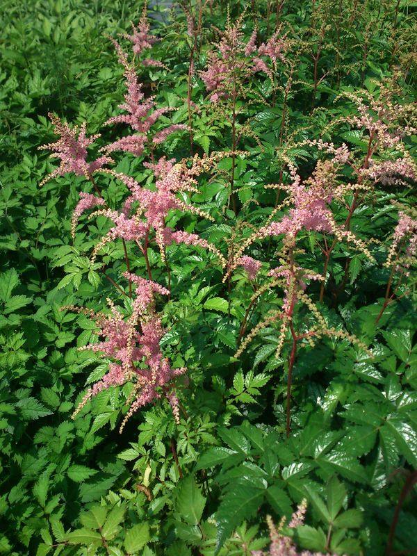 Astilbe x arendsii ‘Bressingham Beauty’