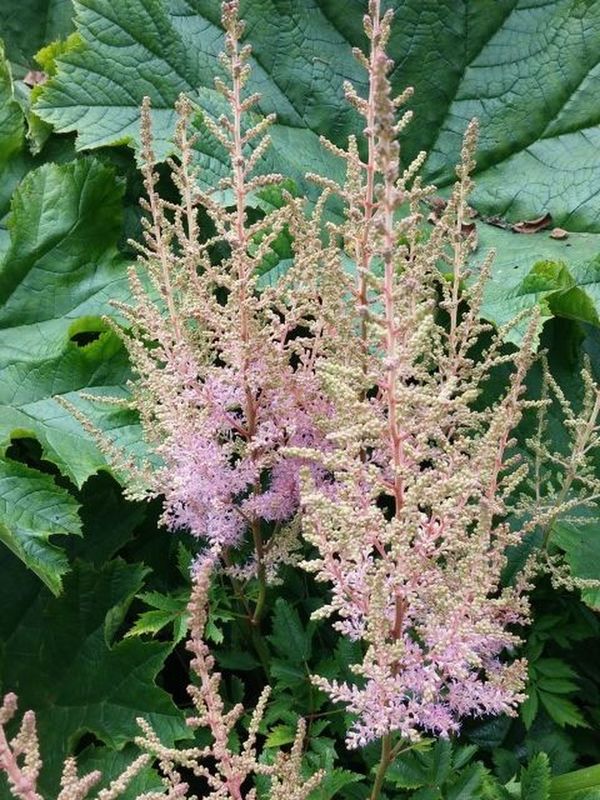 Astilbe x arendsii ‘Hyazinth’
