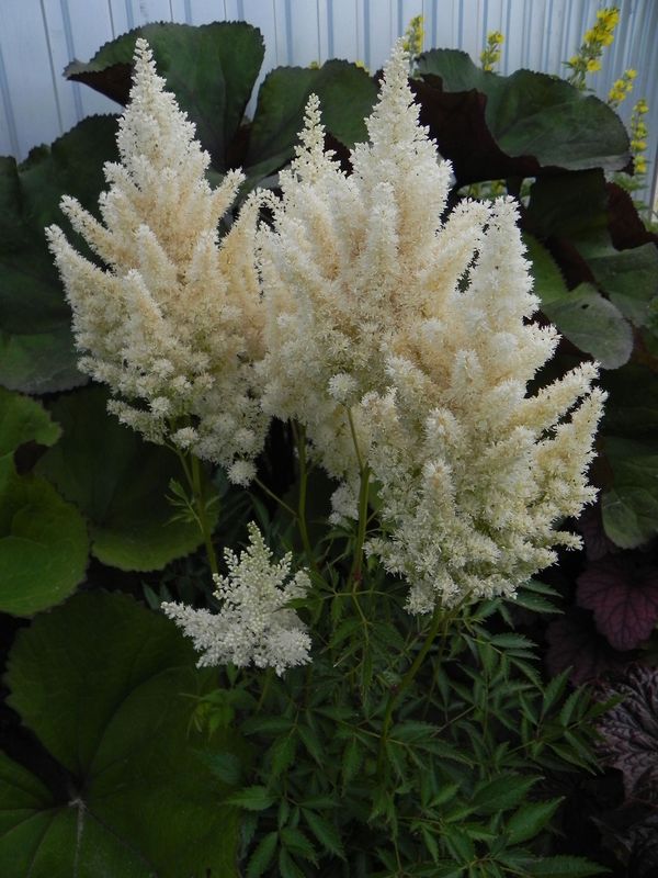Astilbe x arendsii ‘Weisse Gloria’