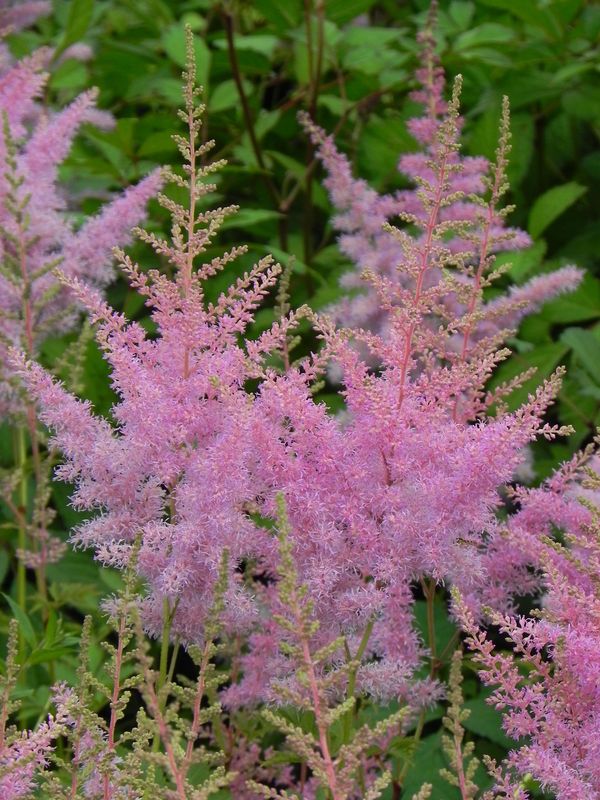 Astilbe x arendsii ‘Cattleya’