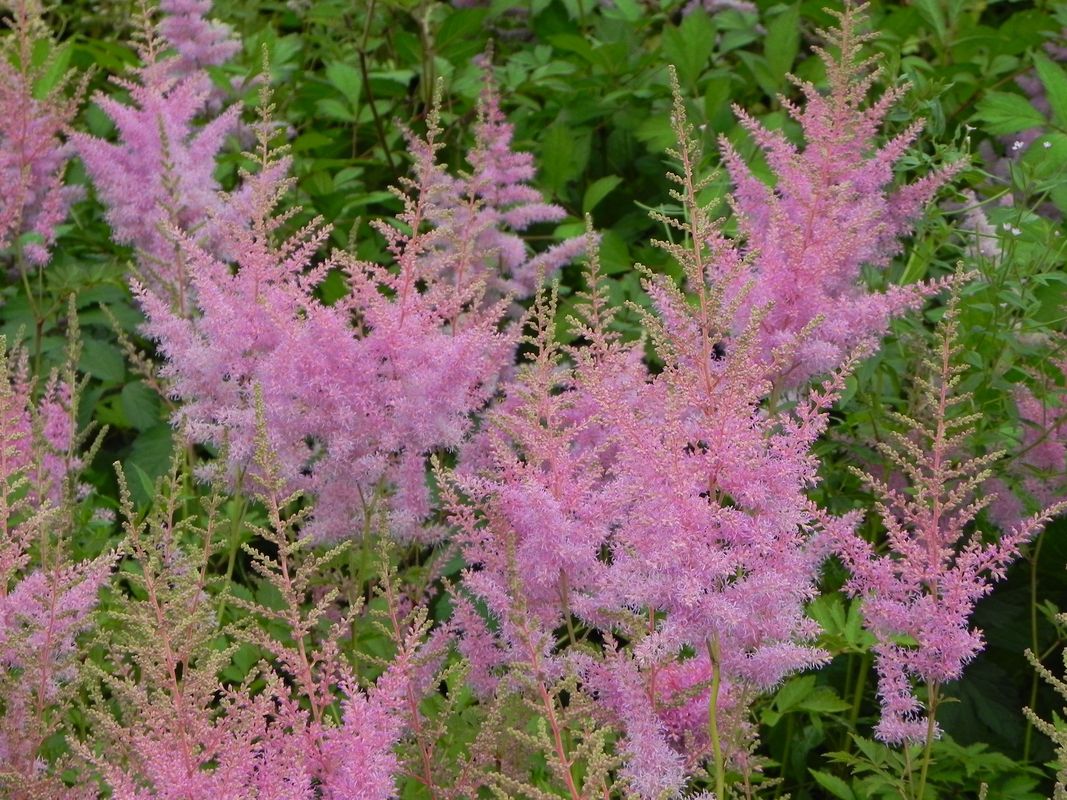 Astilbe x arendsii ‘Cattleya’