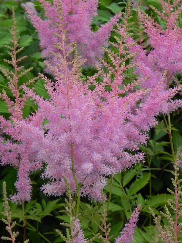 Astilbe x arendsii ‘Cattleya’
