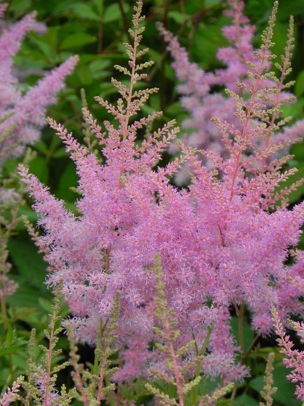 Astilbe x arendsii ‘Cattleya’