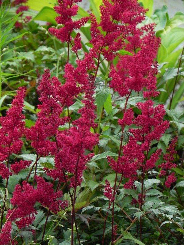 Astilbe x arendsii ‘Fanal’