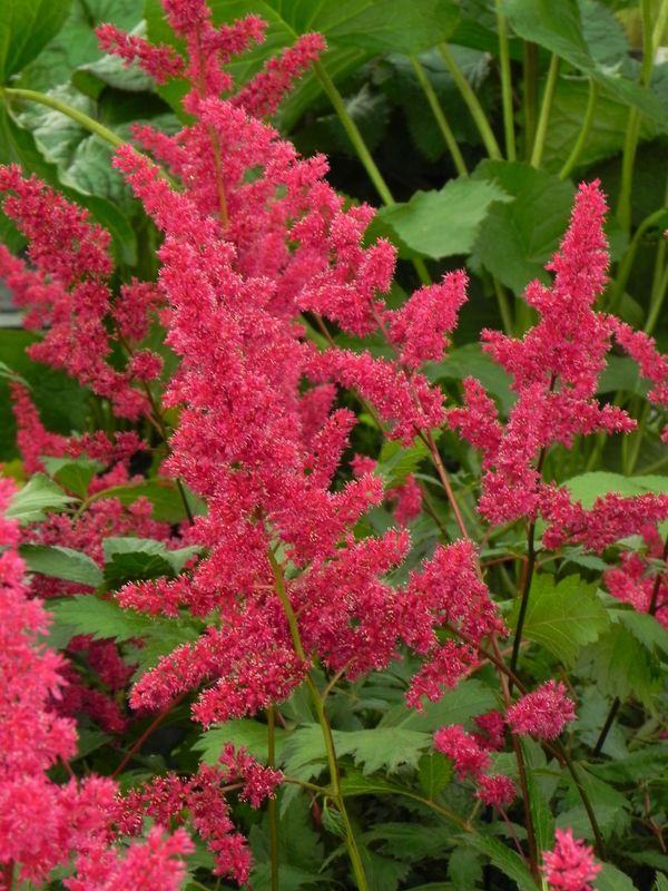 Astilbe x arendsii ‘Fanal’