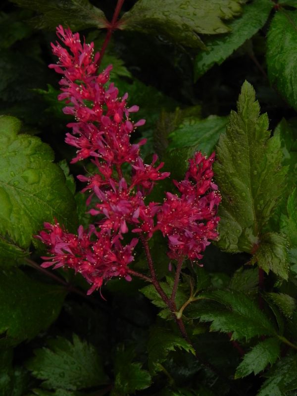Astilbe x arendsii ‘Fanal’
