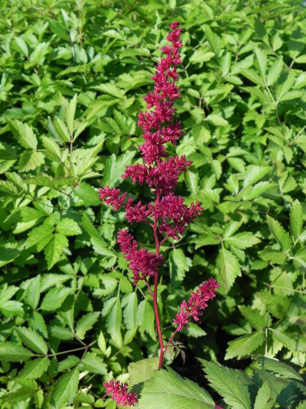 Astilbe x arendsii ‘Spinell’