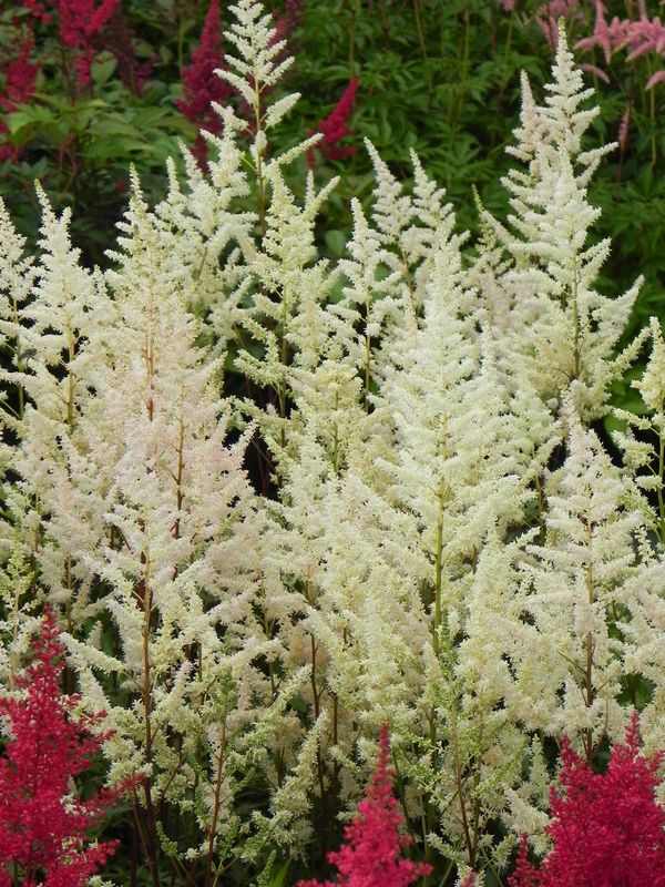 Astilbe x arendsii ‘Bumalda’