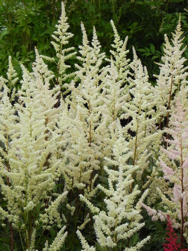 Astilbe x arendsii ‘Bumalda’
