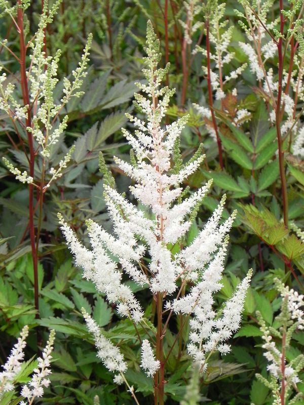 Astilbe x arendsii ‘Bumalda’