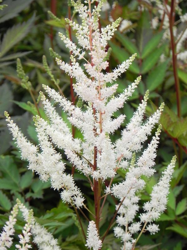 Astilbe x arendsii ‘Bumalda’