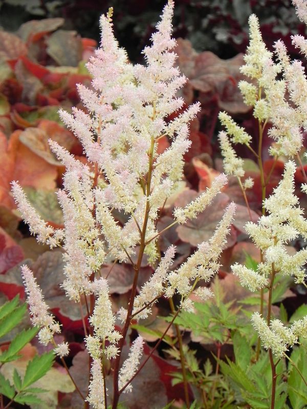 Astilbe x arendsii ‘Bumalda’