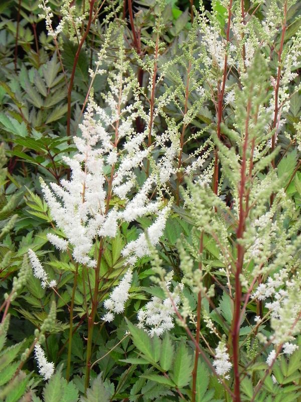 Astilbe x arendsii ‘Bumalda’