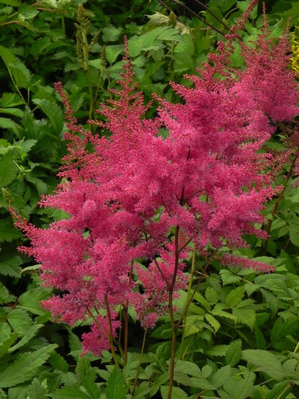 Astilbe x arendsii ‘Federsee’