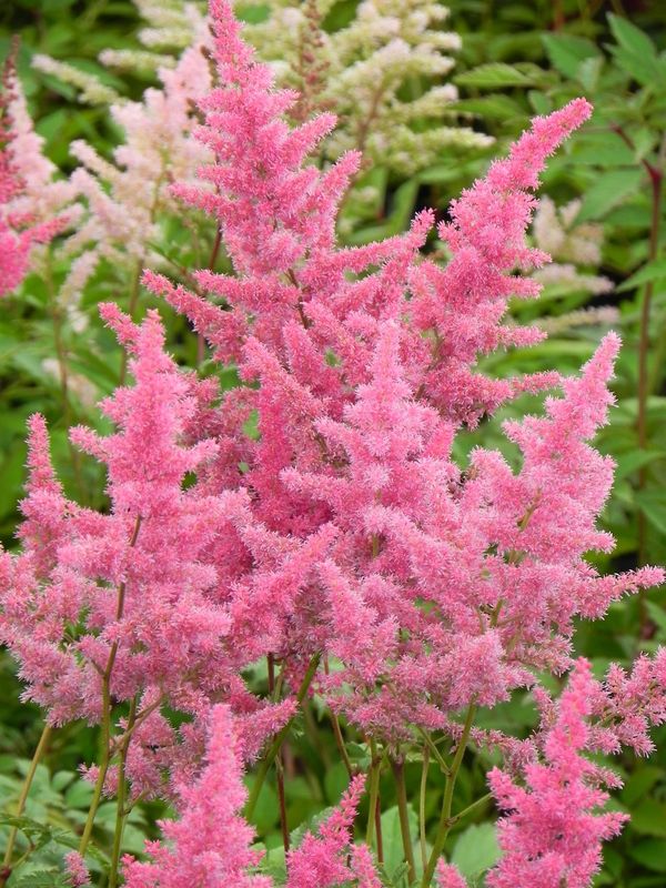 Astilbe x arendsii ‘Federsee’