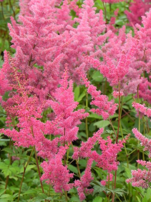 Astilbe x arendsii ‘Federsee’