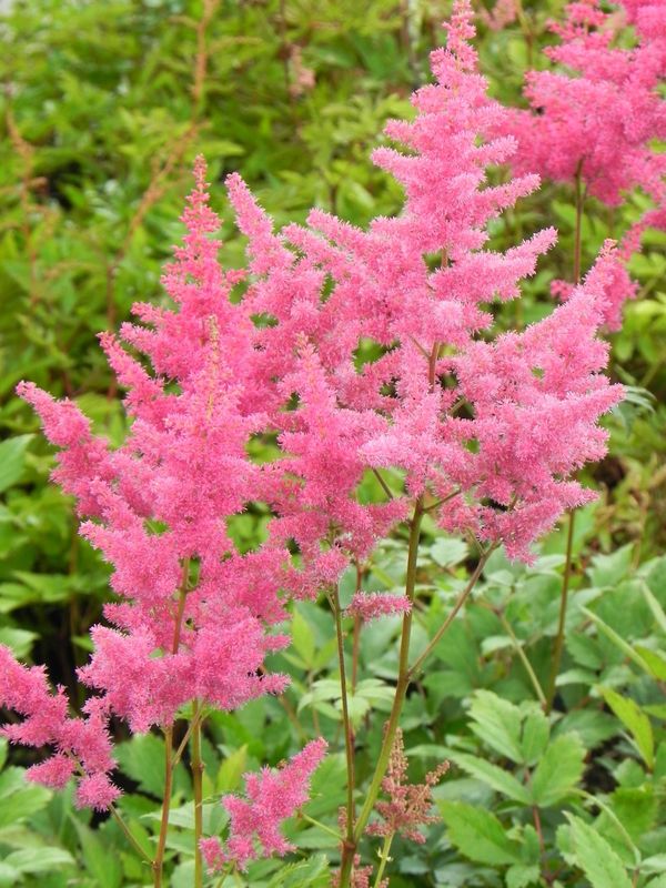 Astilbe x arendsii ‘Federsee’