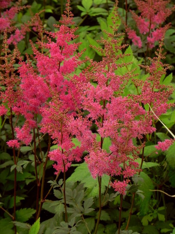 Astilbe x arendsii ‘Federsee’