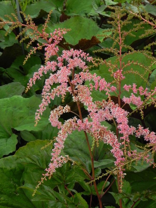 Astilbe x arendsii ‘Flamingo®’