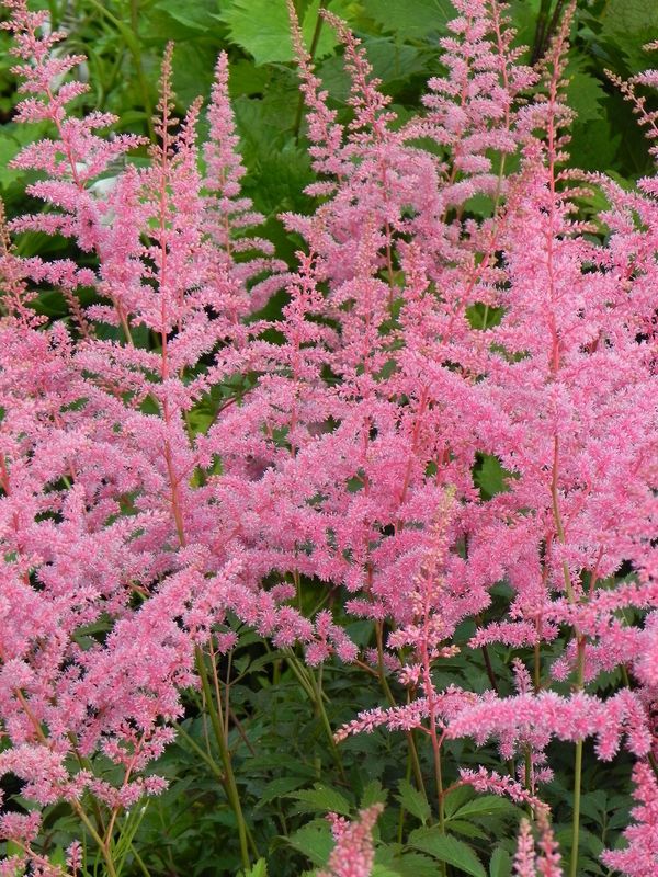 Astilbe x arendsii ‘Amethyst’