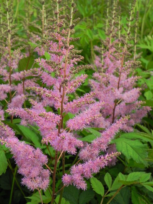 Astilbe x arendsii ‘Amethyst’