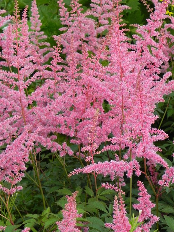 Astilbe x arendsii ‘Amethyst’