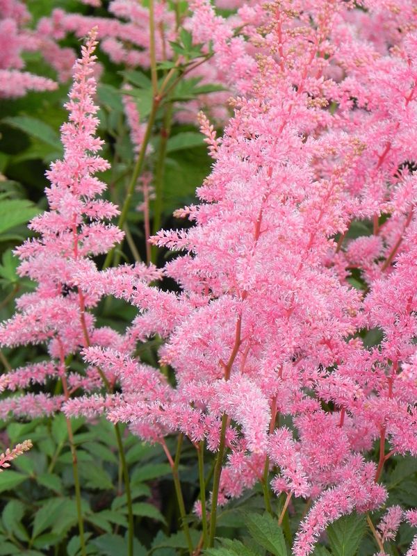 Astilbe x arendsii ‘Amethyst’