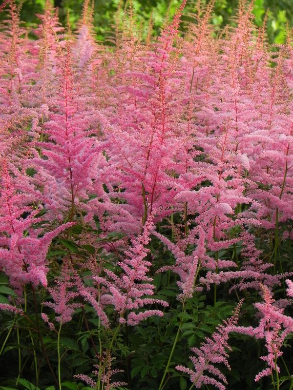 Astilbe x arendsii ‘Amethyst’