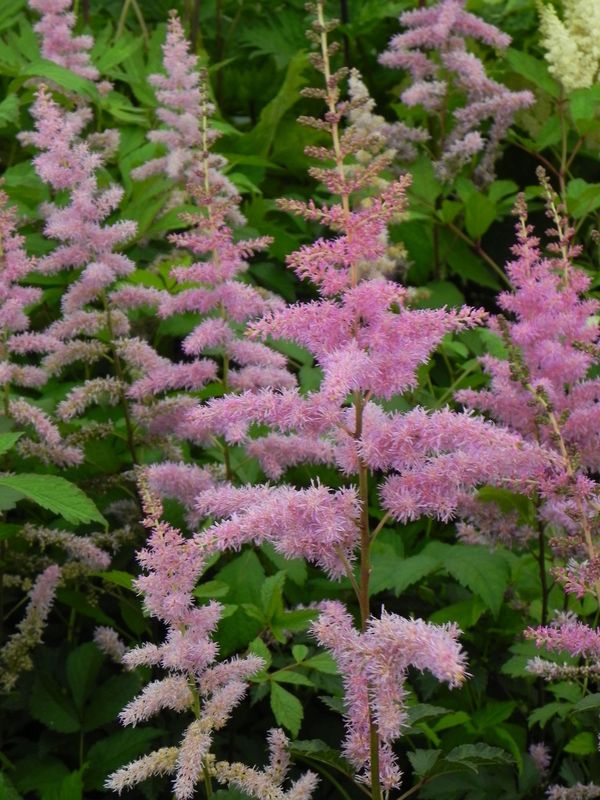 Astilbe x arendsii ‘Amethyst’