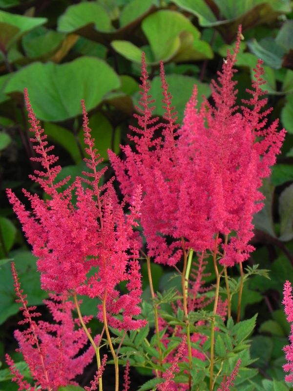 Astilbe x arendsii ‘Else Schluck’