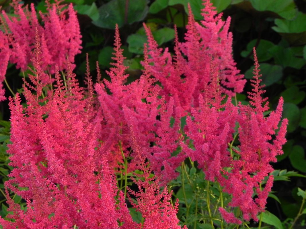 Astilbe x arendsii ‘Else Schluck’