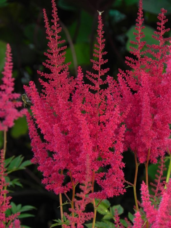 Astilbe x arendsii ‘Else Schluck’