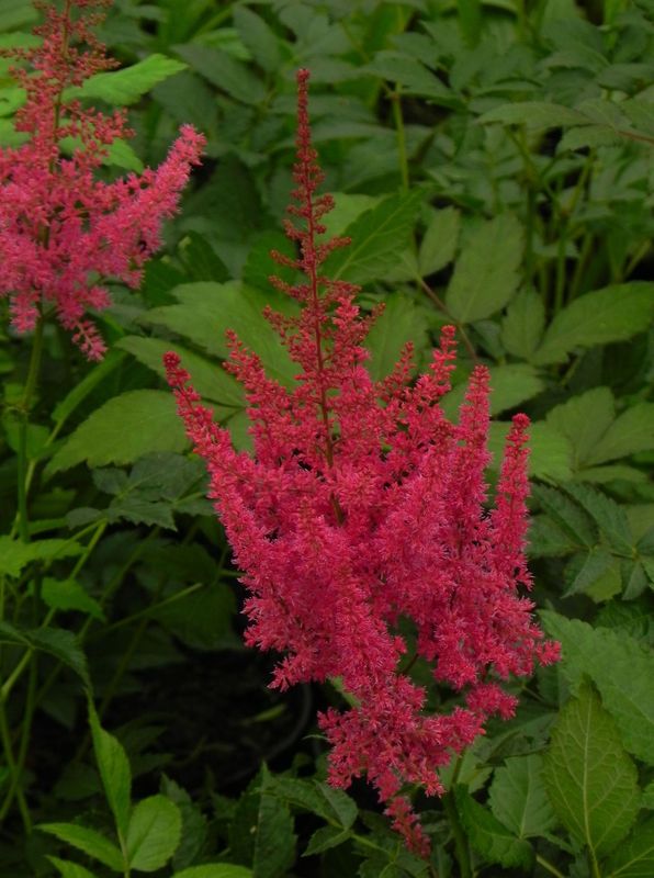 Astilbe x arendsii ‘Else Schluck’
