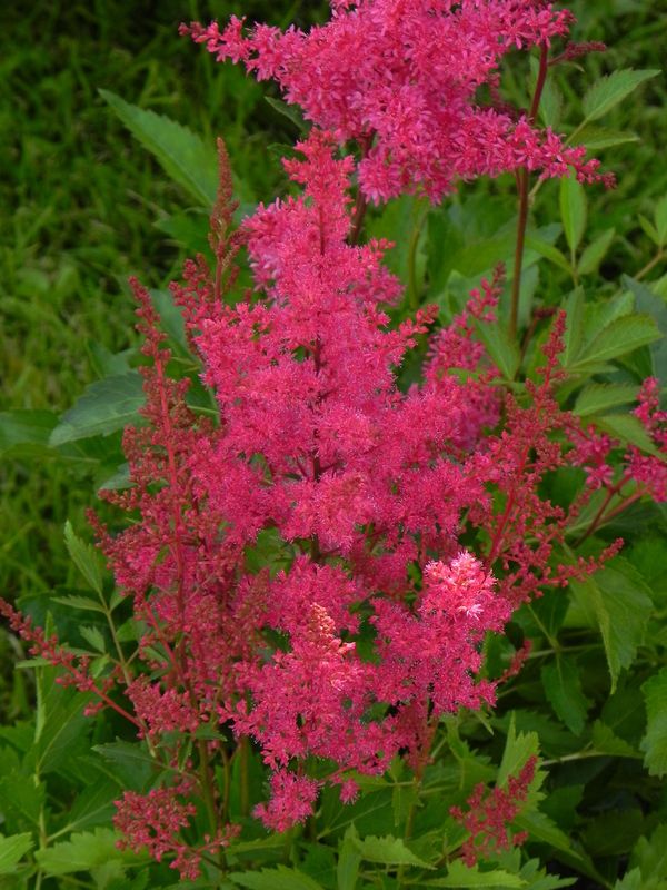 Astilbe x arendsii ‘Astary Red’