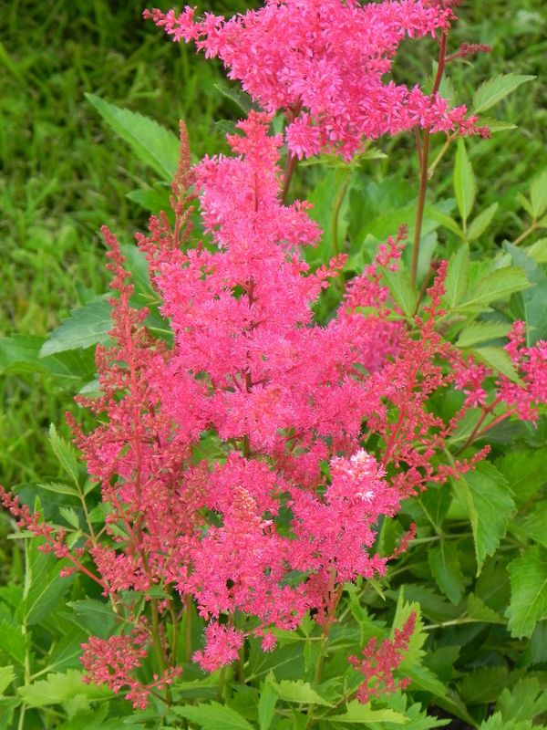 Astilbe x arendsii ‘Astary Red’