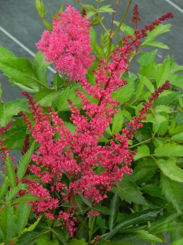 Astilbe x arendsii ‘Astary Red’