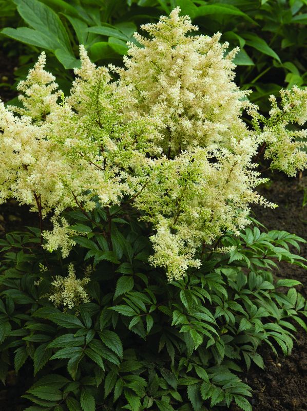 Astilbe x arendsii ‘Astary White’