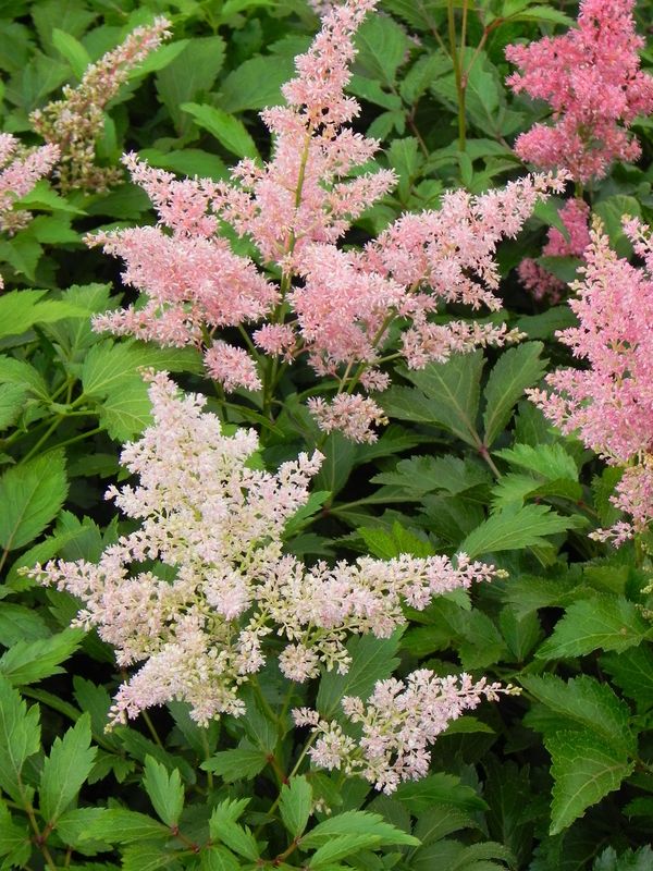 Astilbe x arendsii ‘Astary Rose Shades’
