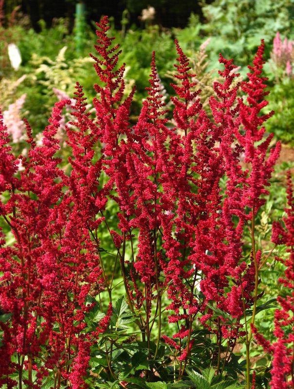 Astilbe x arendsii ‘Glut’